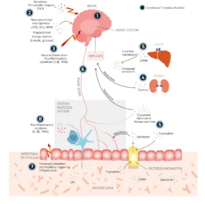 graph-brain-axis-cerebiome